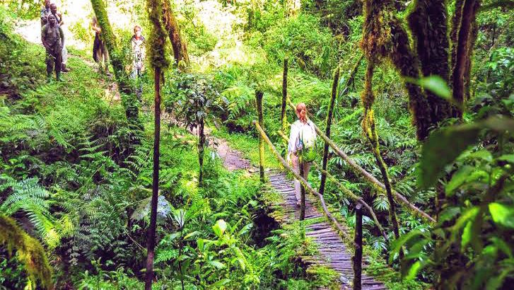 Scenic hiking trail surrounded by tropical greenery