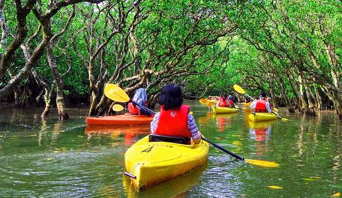 Boat tour through lush mangrove forests near Samara