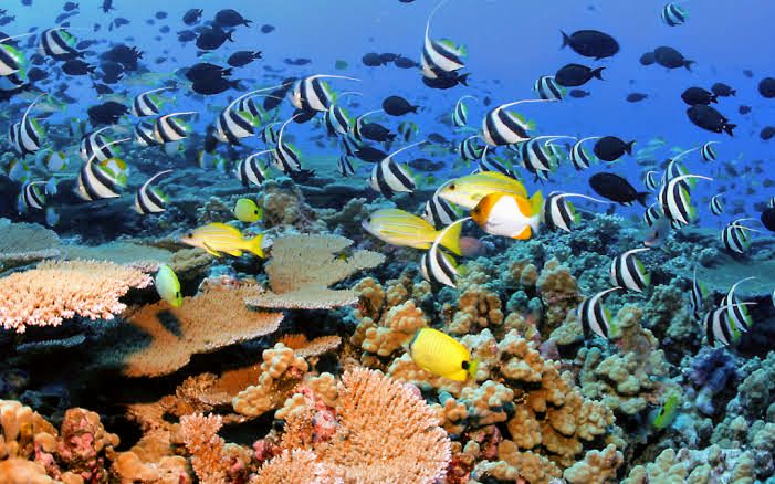 Snorkeler exploring vibrant coral reefs and colorful fishes in Samara, Costa Rica